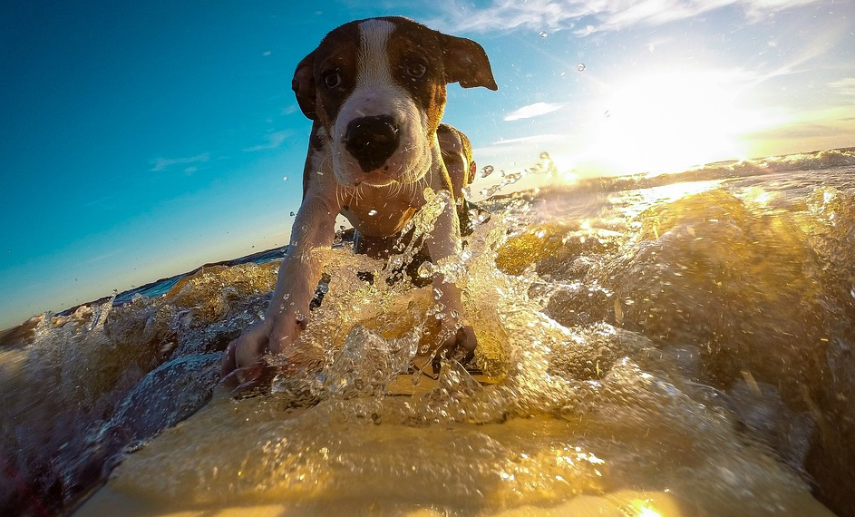 Keep your pooch cool with PurrfectlyYappy.com!