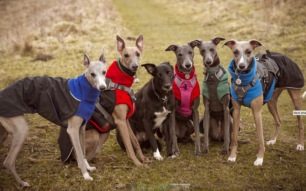 Ruffwear online harness whippet