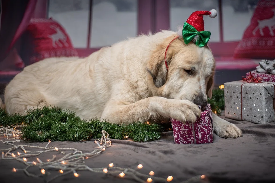 Christmas gifts ideas for your dog