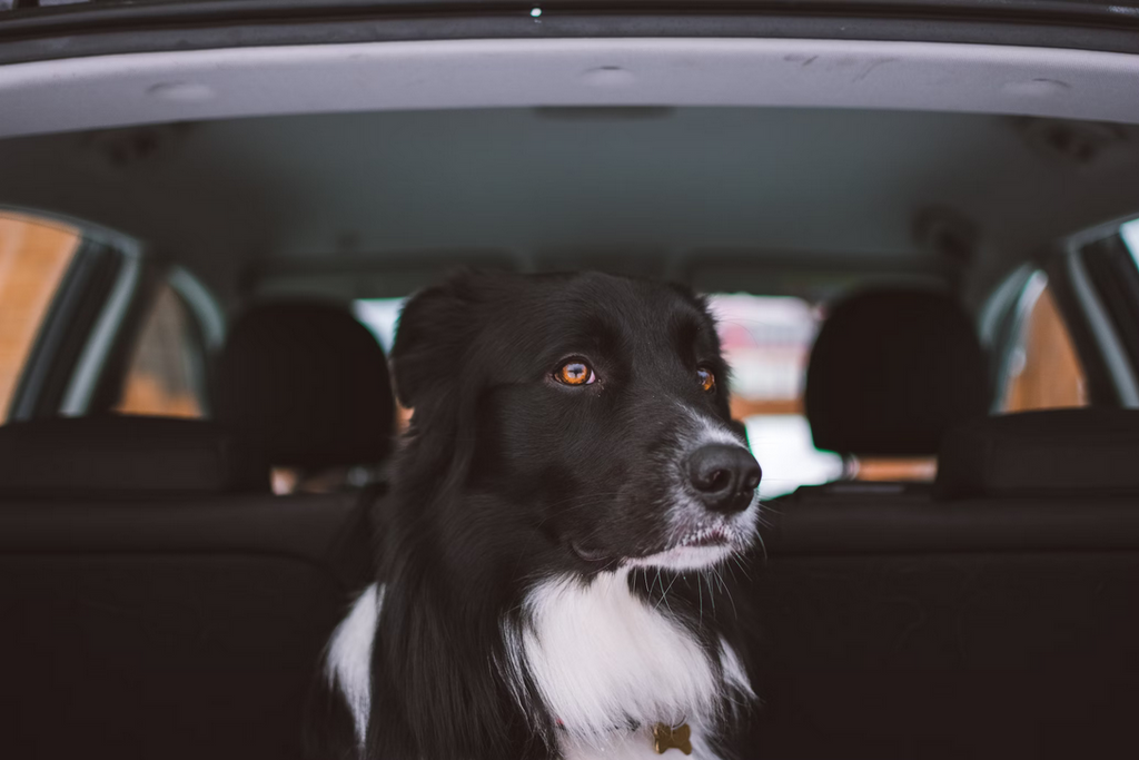 How To Remove Pet Hair and Smells From You Car