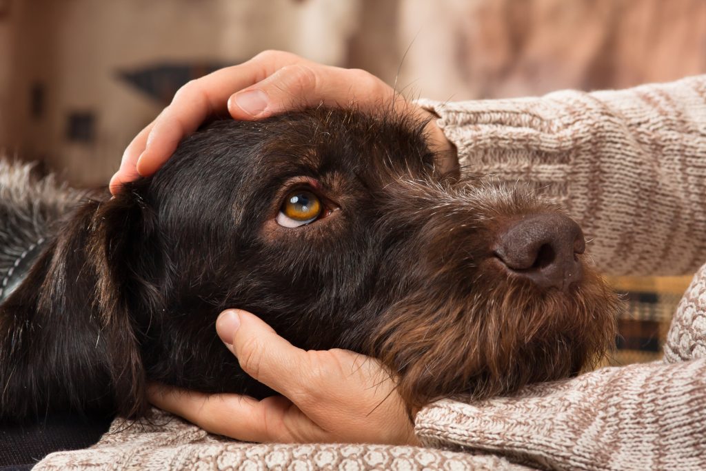Dealing with separation anxiety: a guide to keeping your dog calm