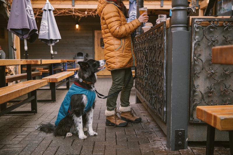 Top 9 Coats & Jackets for Your Dog To Stay Warm & Dry