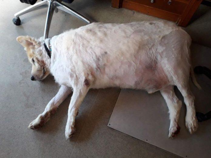 Slimmer of the year: 100 kilos dog sheds almost half his weight