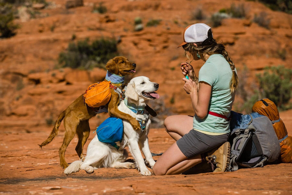 Everything you need for a camping trip or hike with your dog