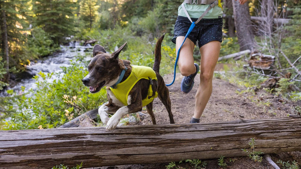 Master the art of running alongside your dog with Ruffwear's expert tips