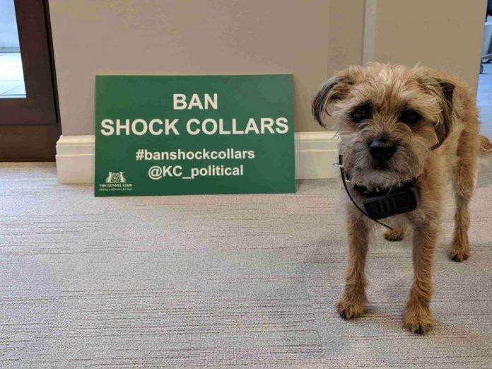 Calls to ban electric collars after Court of Appeal judgment