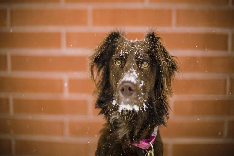 How to Help Your Dog Stay Comfortable Now That Winter Is  Here!