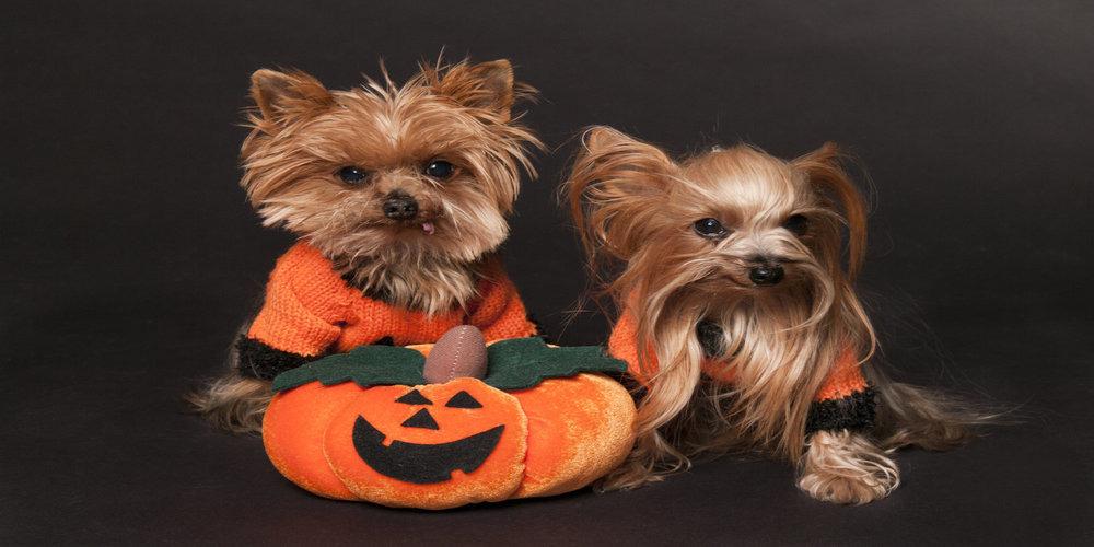 The Trick to Treating Your Dog to Halloween