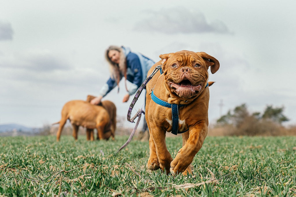 Brits Combat Social Burnout with 'Paw-fect' Companions