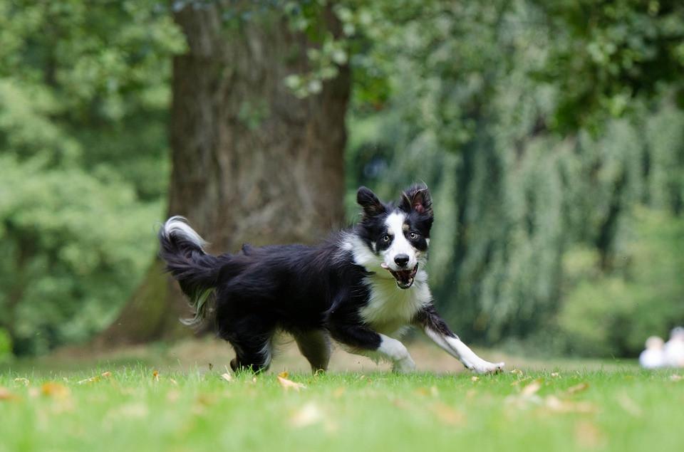 The Most Active Dogs in the UK