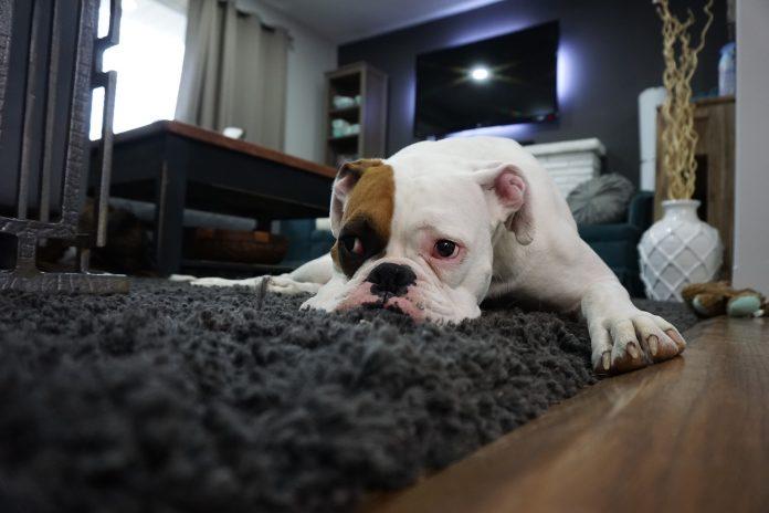 How to spot the signs of post lockdown separation anxiety in dogs