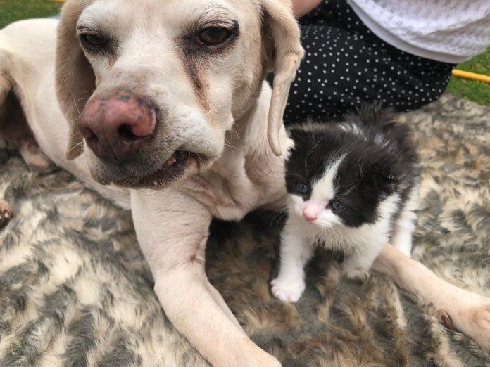 Rescue Beagle helped raise motherless kitten during lockdown
