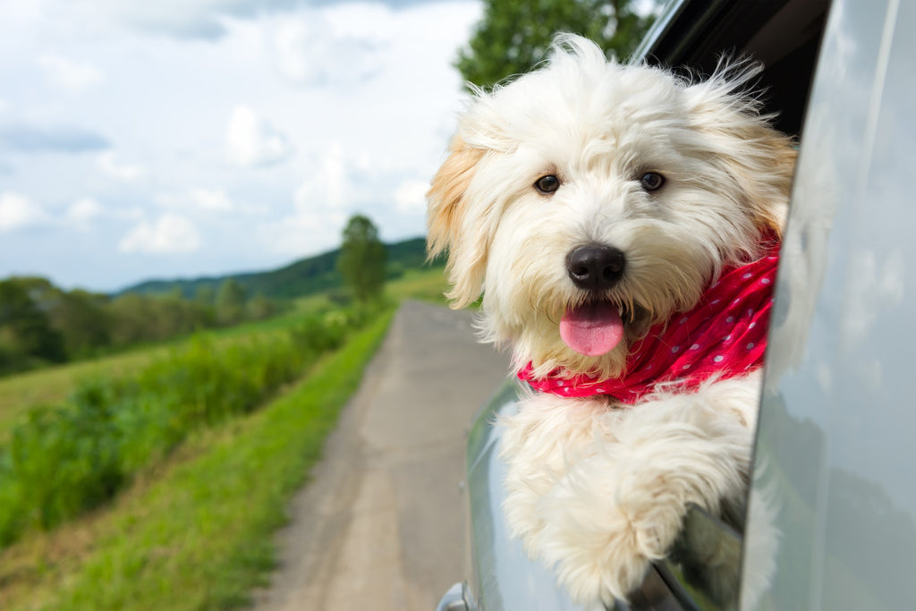 How to drive with a pet passenger - and avoid a £5,000 fine!