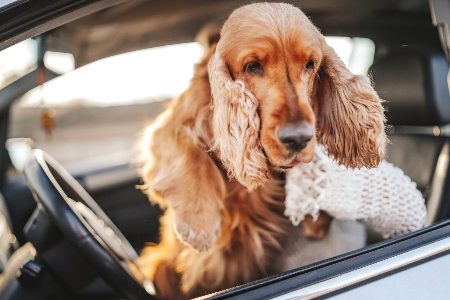 What to do if you see a dog in a hot car