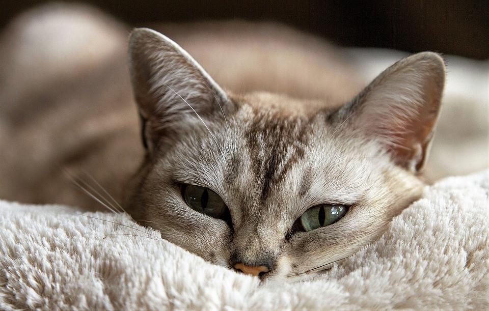 Signs of Thiamine Deficiency in Cats