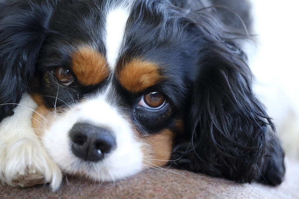 Dog Behaviourist Reveals the Nation’s Paw-fect Office Dogs