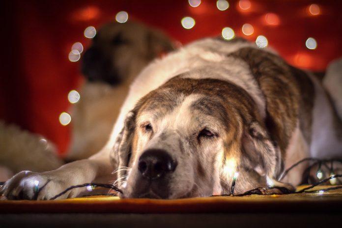 How to keep dogs safe this Christmas