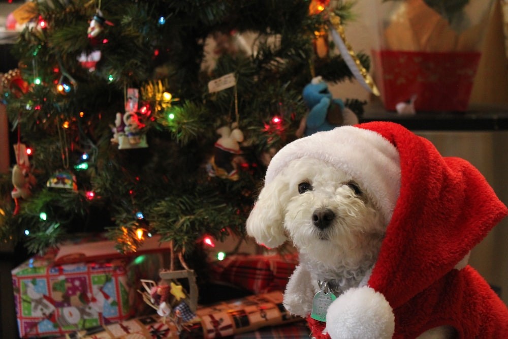 Avoiding holiday hazards and the vet bills this Christmas