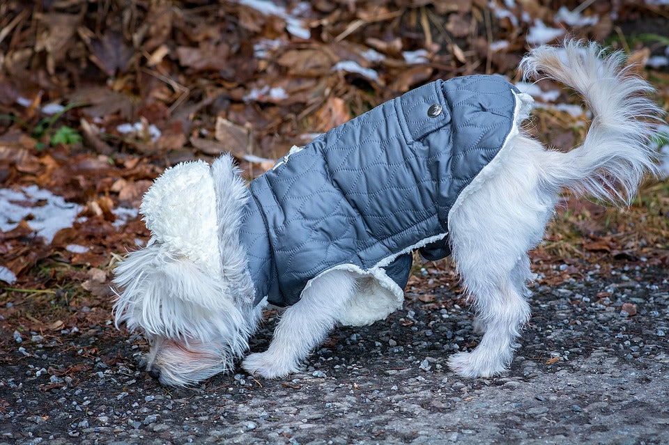 How to know if your dog needs to wear a jacket