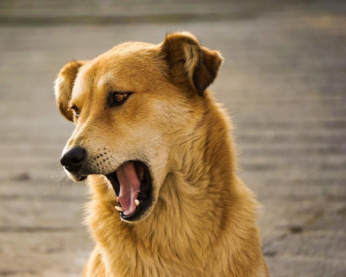 British pet owners do not speak dog