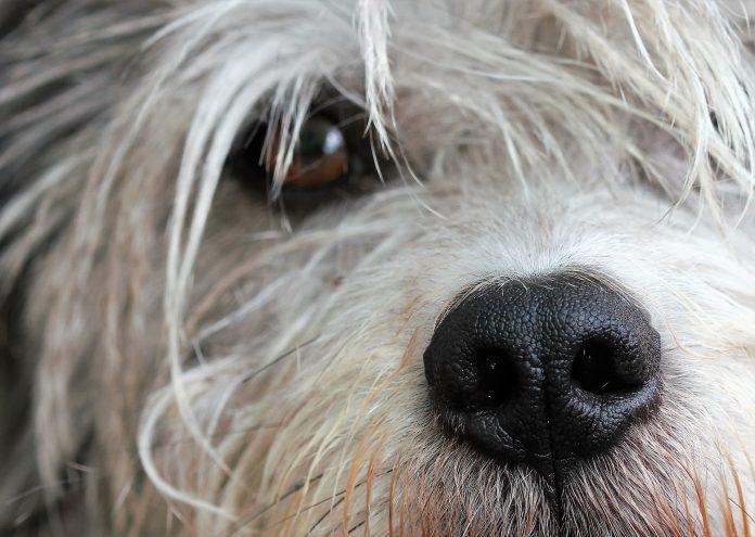 Pet dogs can predict owners’ epileptic seizures, study confirms