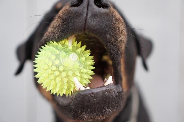 Tips for keeping your dog's teeth clean