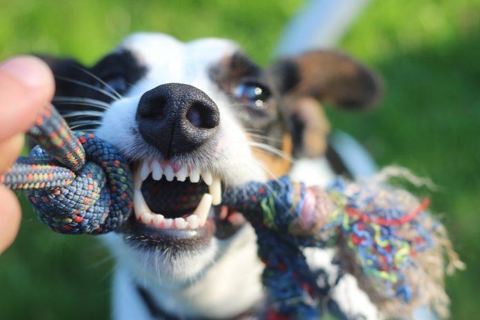 “Can playing tug lead to aggression?”