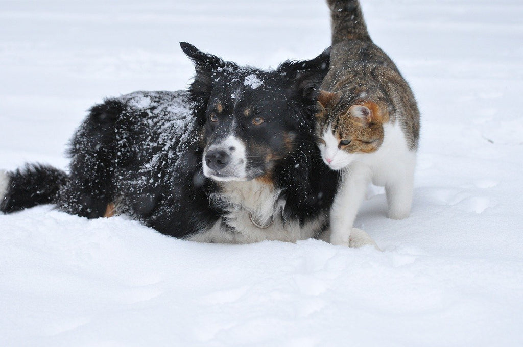 Vets issue ‘cold weather’ warning to pet owners as storm Ciara disruption continues