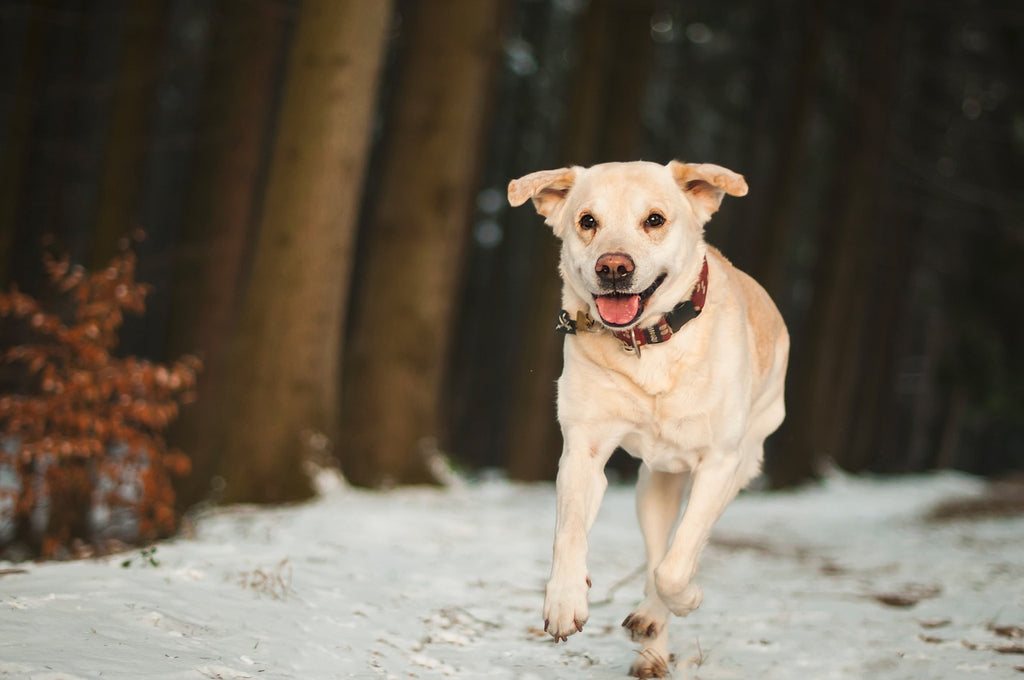 Dog behaviourists tips to keep your pet active during winter