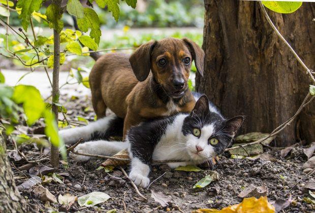 Dog v Cat: felines ahead in rehoming race at Battersea Old Windsor