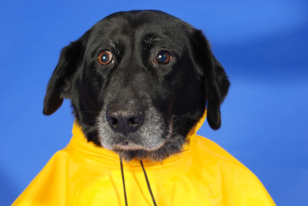 Vet shares tips for keeping your dog calm during a storm