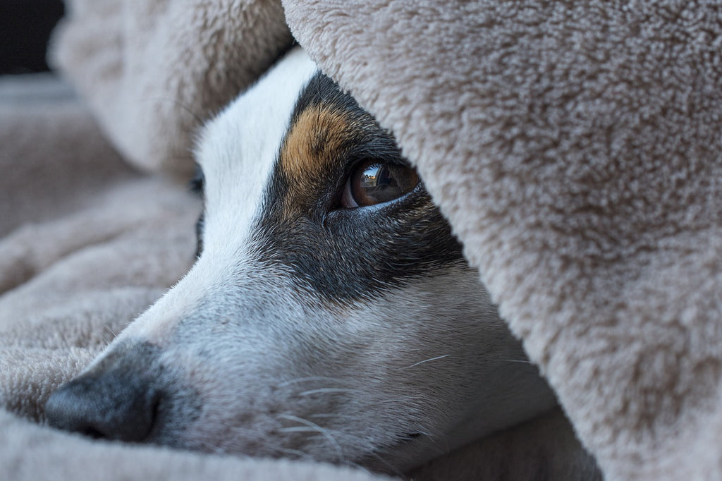 Dogs Trust Research Reveals 'Isolation in Grief' After Losing a Dog