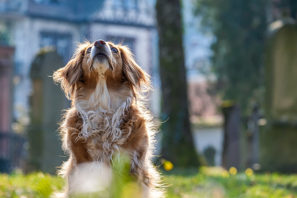 New study unveils the dog-loving capital of the UK