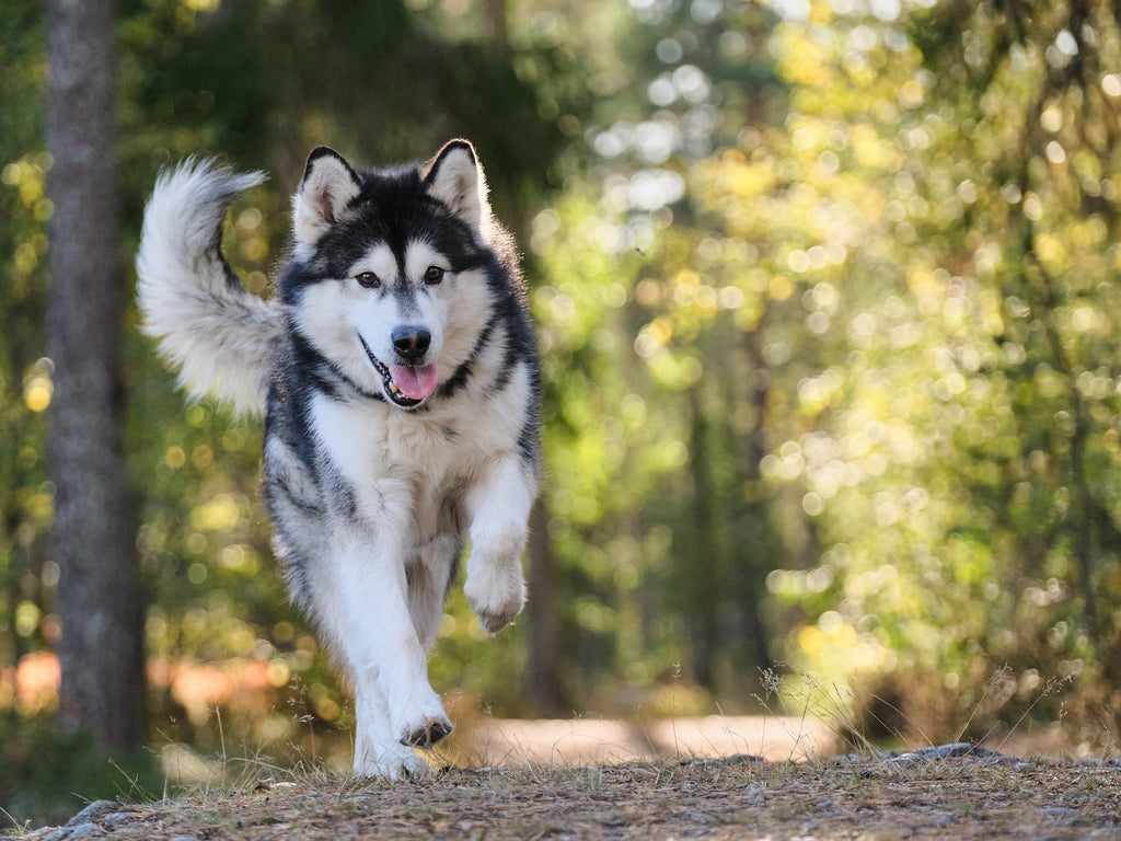 UK Dog Owners Reach Over 50% of Daily Steps Target by Walking Their Pets