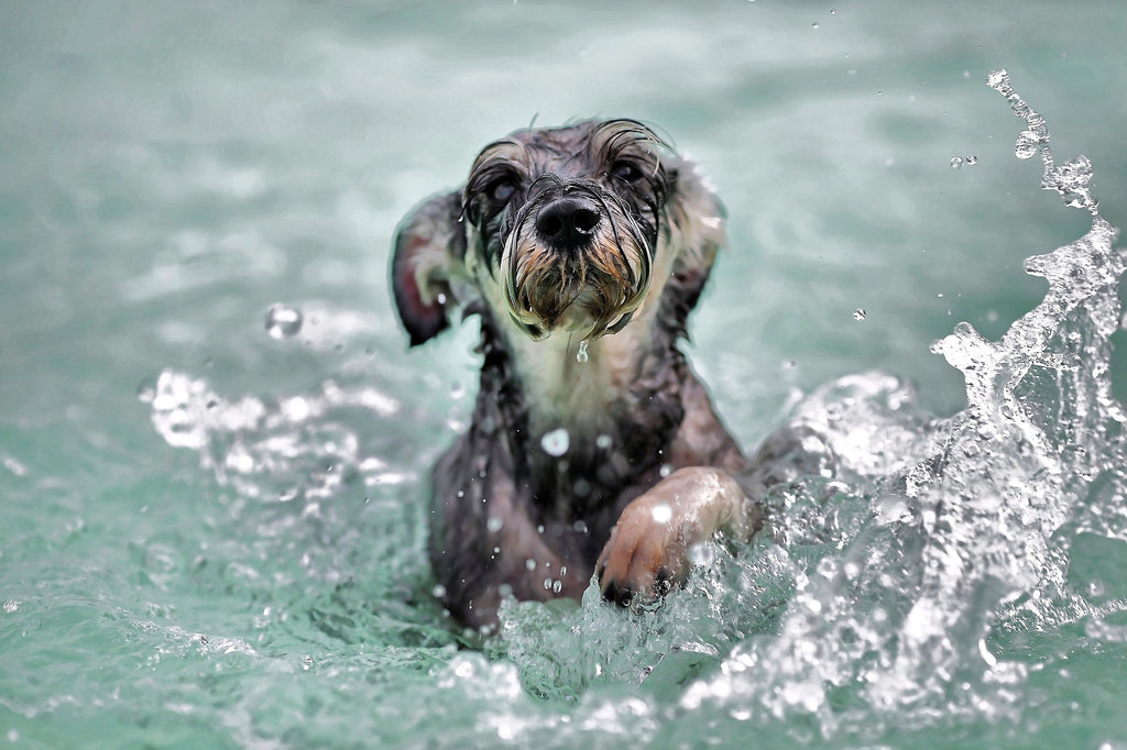 Six Things to Consider Before Taking Your Dog Swimming
