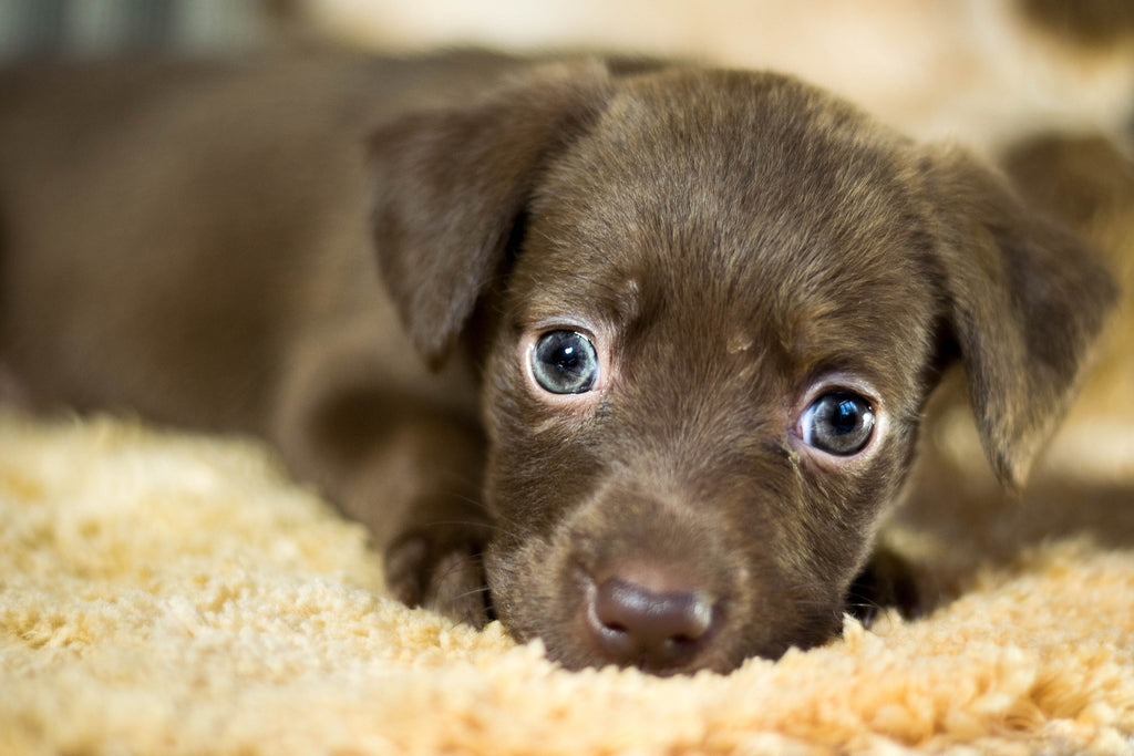 National Puppy Day: how to puppy-proof your home