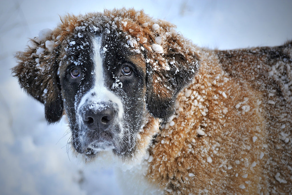Vet Tips to Keep Dogs Safe in the Snow