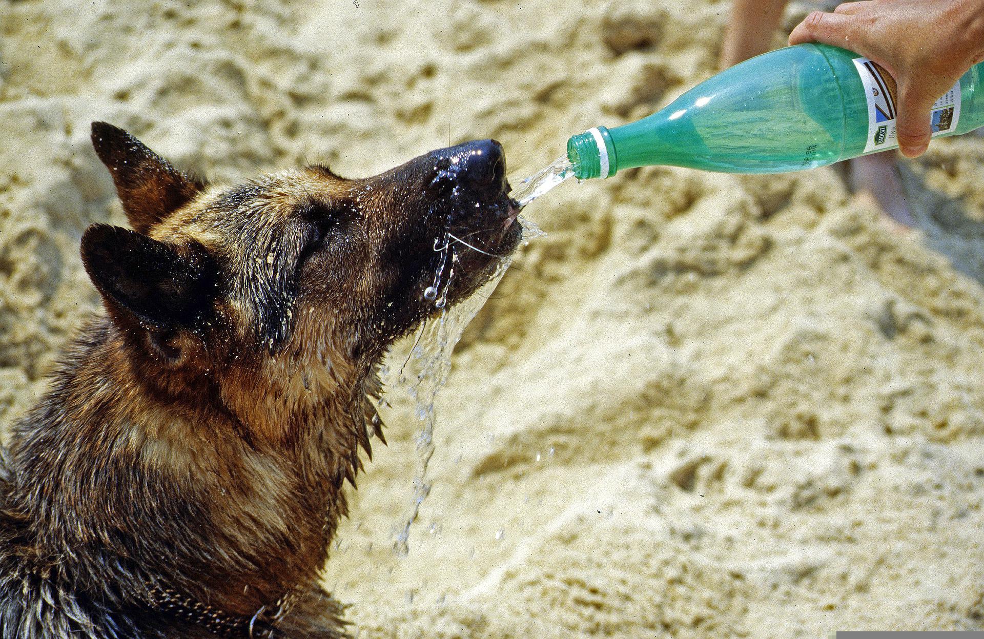 Dog constantly fashion drinking water