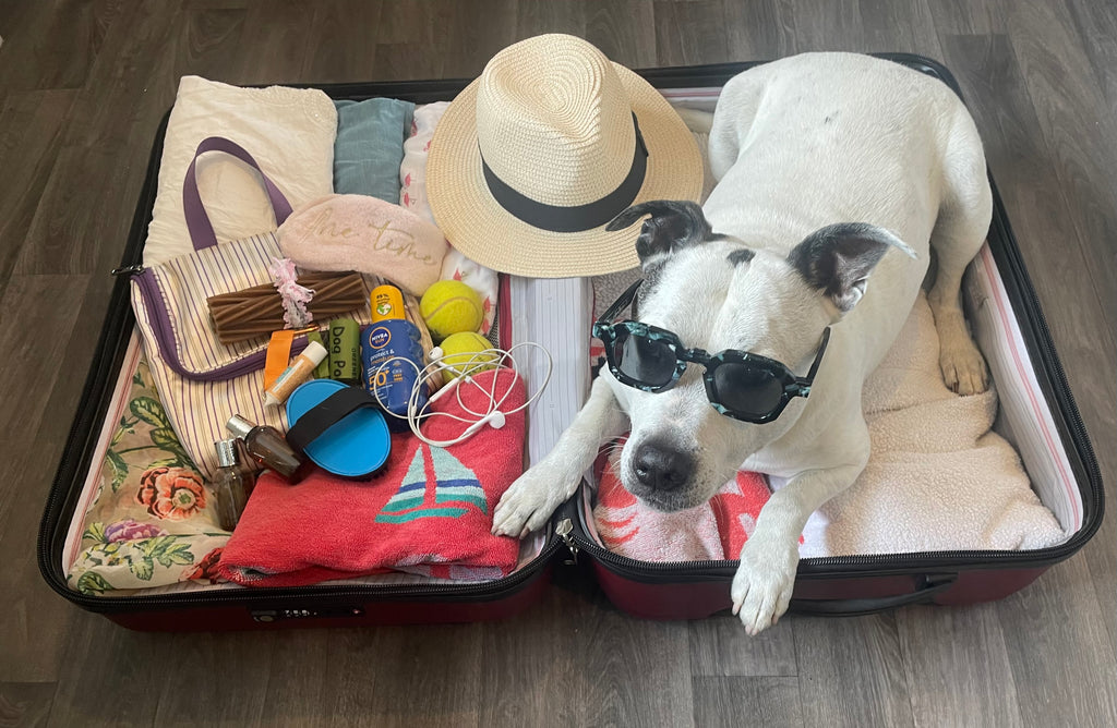 Summer Travel Guilt: Pet Owners Struggle with Leaving Dogs Behind