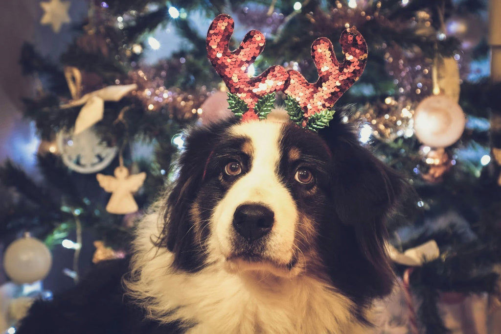 Survey reveals many dog owners spend more on pets than family at Christmas