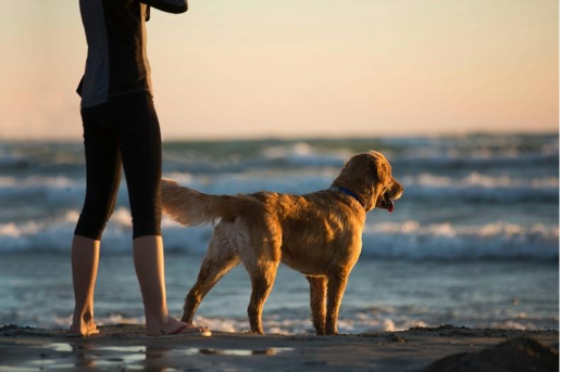 The best holidays for you and your dog, according to travel experts