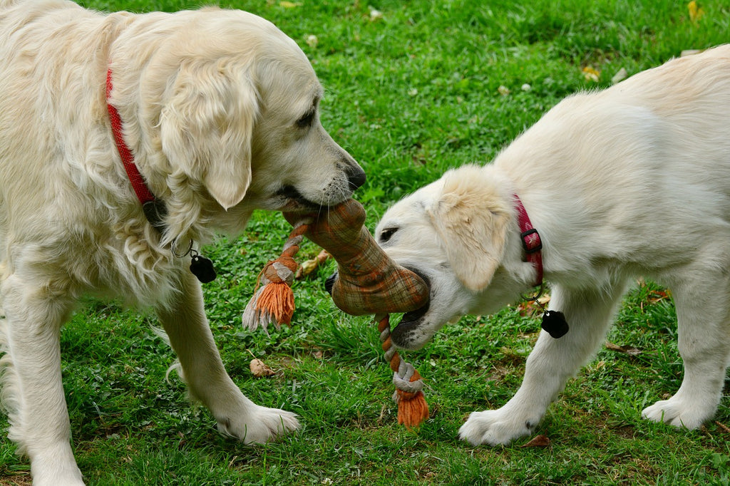 Vet Issues Safety Warning About Dog Toys This Christmas