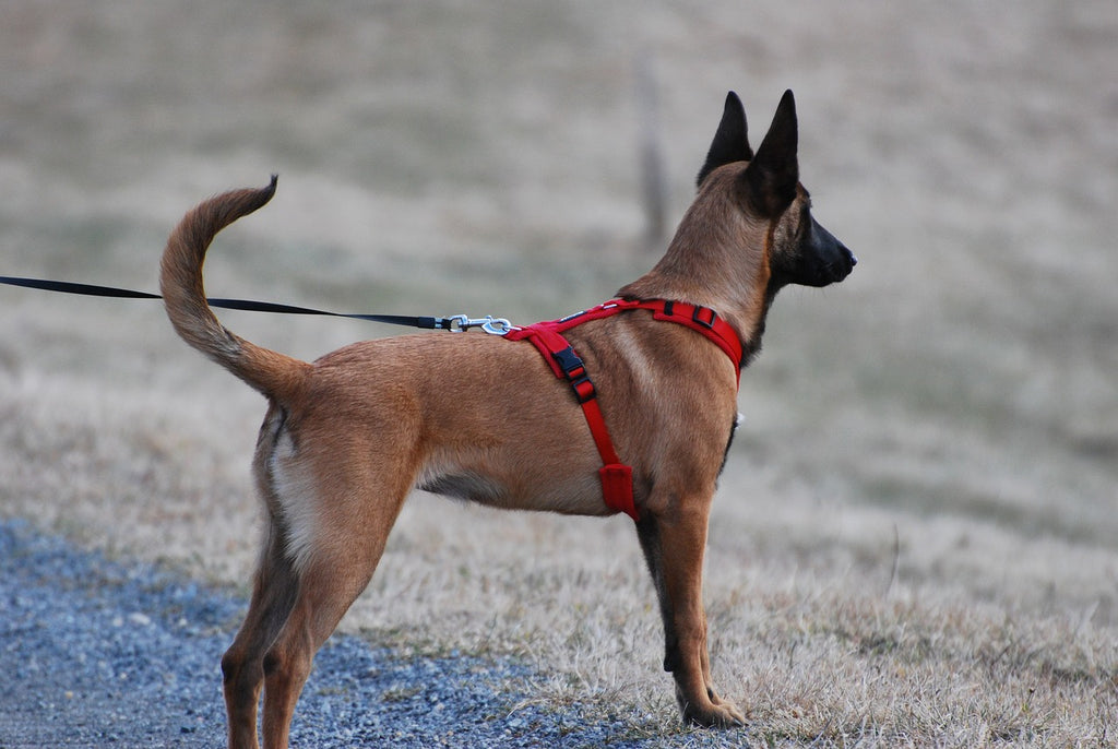 Expert Tips for Getting Dogs Comfortable in Harnesses