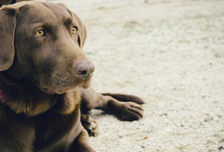 Top 10 Most Popular UK Dog Breeds of 2016: Revealed!