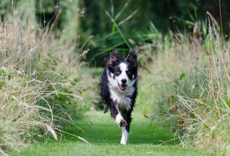 Events: Dog Friendly Events in the UK - July 2016
