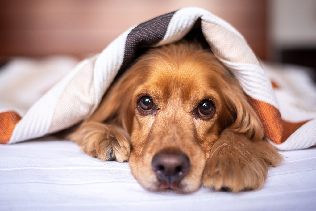 Pros and Cons of Sleeping With Your Pet