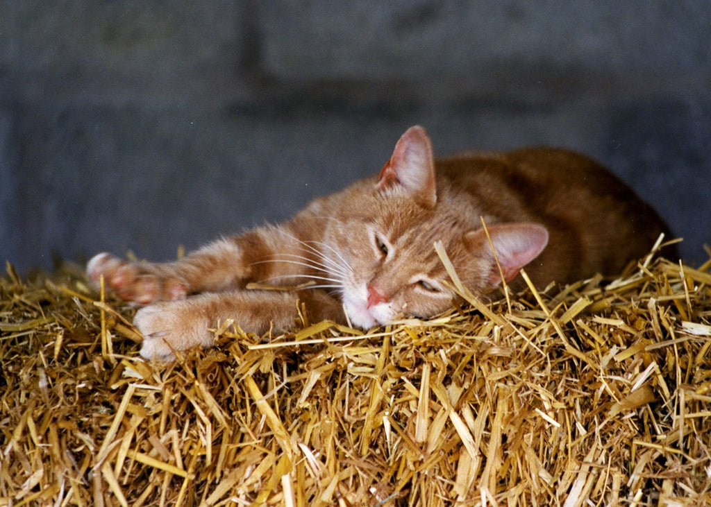 Out of work mousers desperately seeking employment in stables and farms