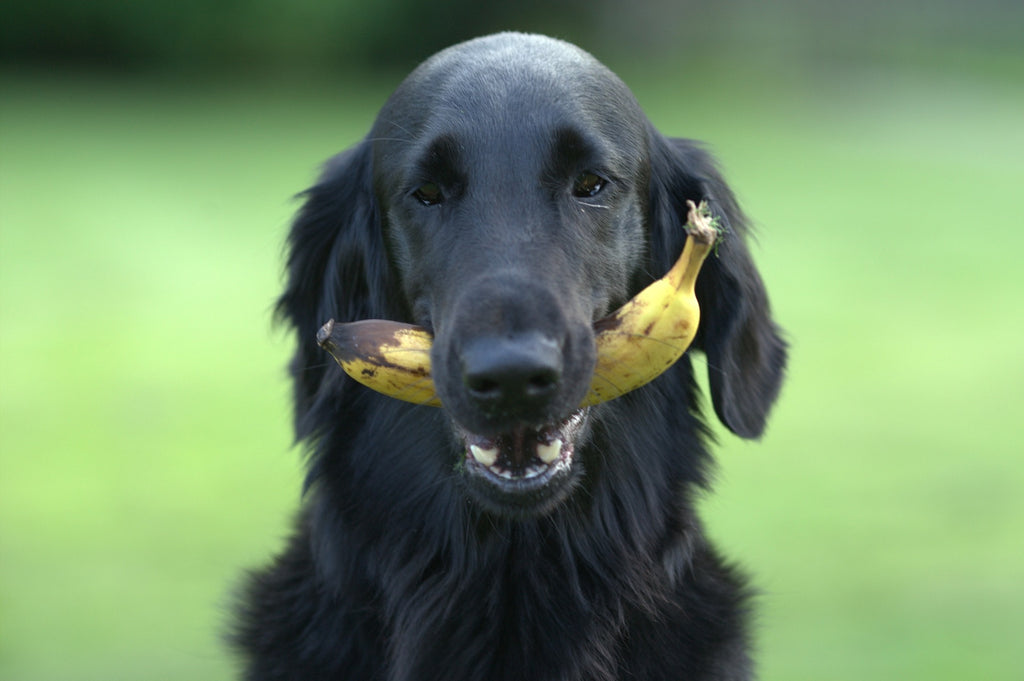 Can dogs eat bananas, strawberries, apples and tomatoes?