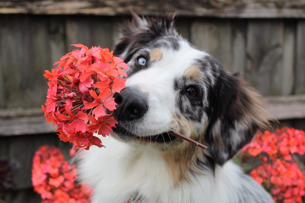 Billy Oh's Top 10 Plants You Need To Be Able To Identify To Make Sure Your Pet Safe