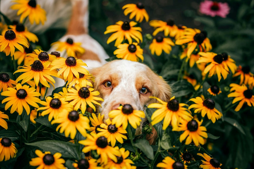 Does Your Dog Have Hay Fever? How to Spot and Treat Canine Hay Fever